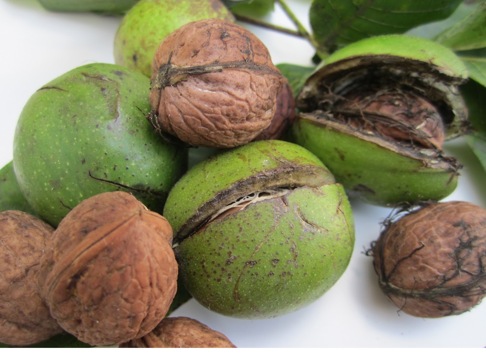 NUECES, UNA FUENTE DE NUTRIENTES ESENCIALES