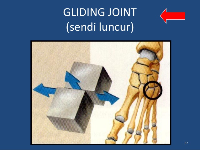 Jenis – Jenis Sendi pada Tubuh Manusia
