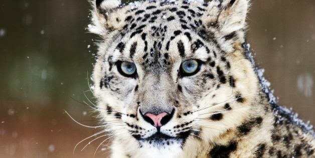 Researchers Find Buddhist Monks Protecting Endangered Snow Leopards Researchers Find Buddhist Monks Protecting Endangered Snow Leopards