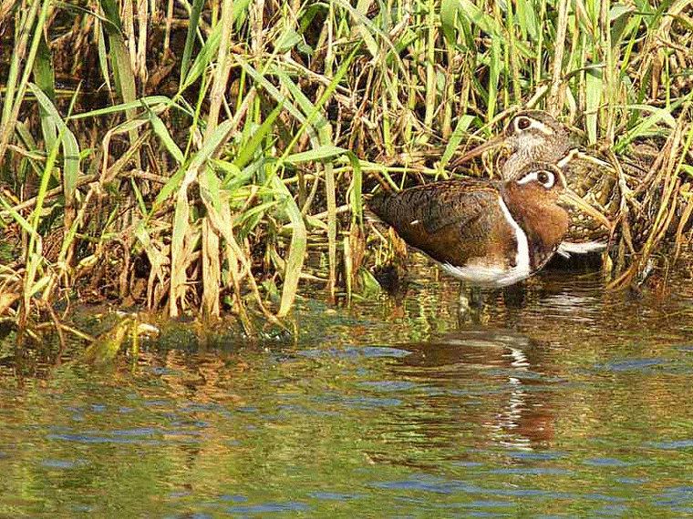 pair, Greater Painted Snipe, GIF
