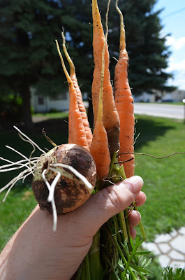 Garden Fresh Vegetables Photo by Trisha Field