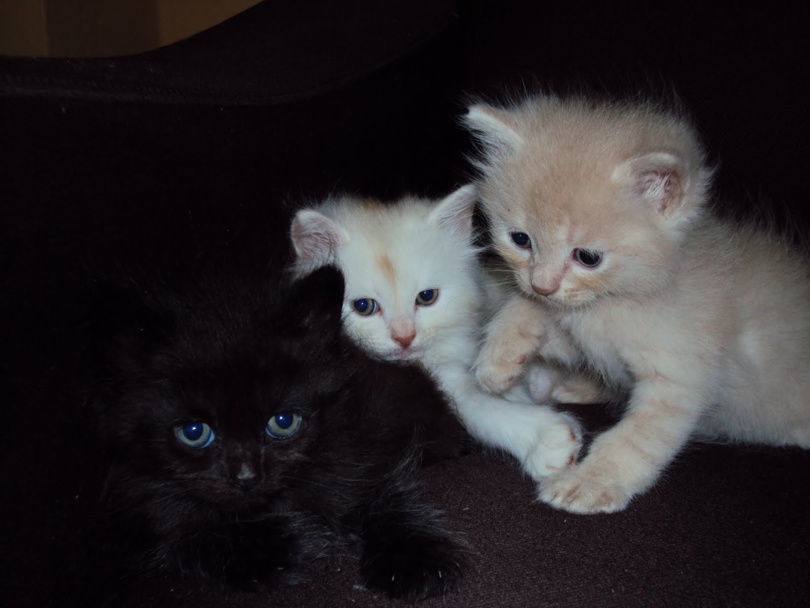 DLH KittyPersian: Persian Kitten Available for Sale RM 1300 Nego ea