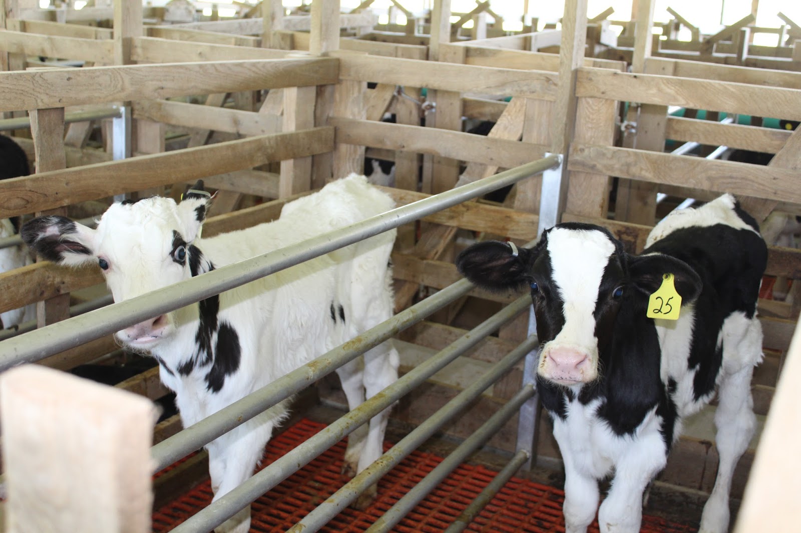 Mom at the Meat Counter: Raising the calves… the American Milk-fed Veal ...