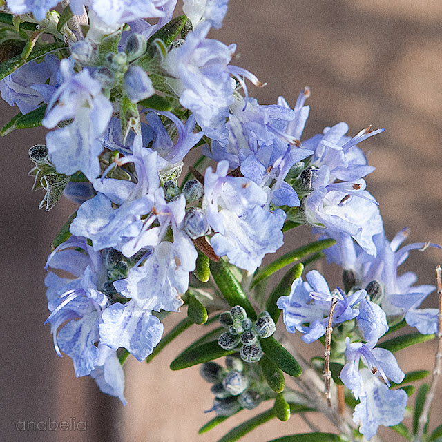 Anabelia Craft Design Anabelia Craft Design