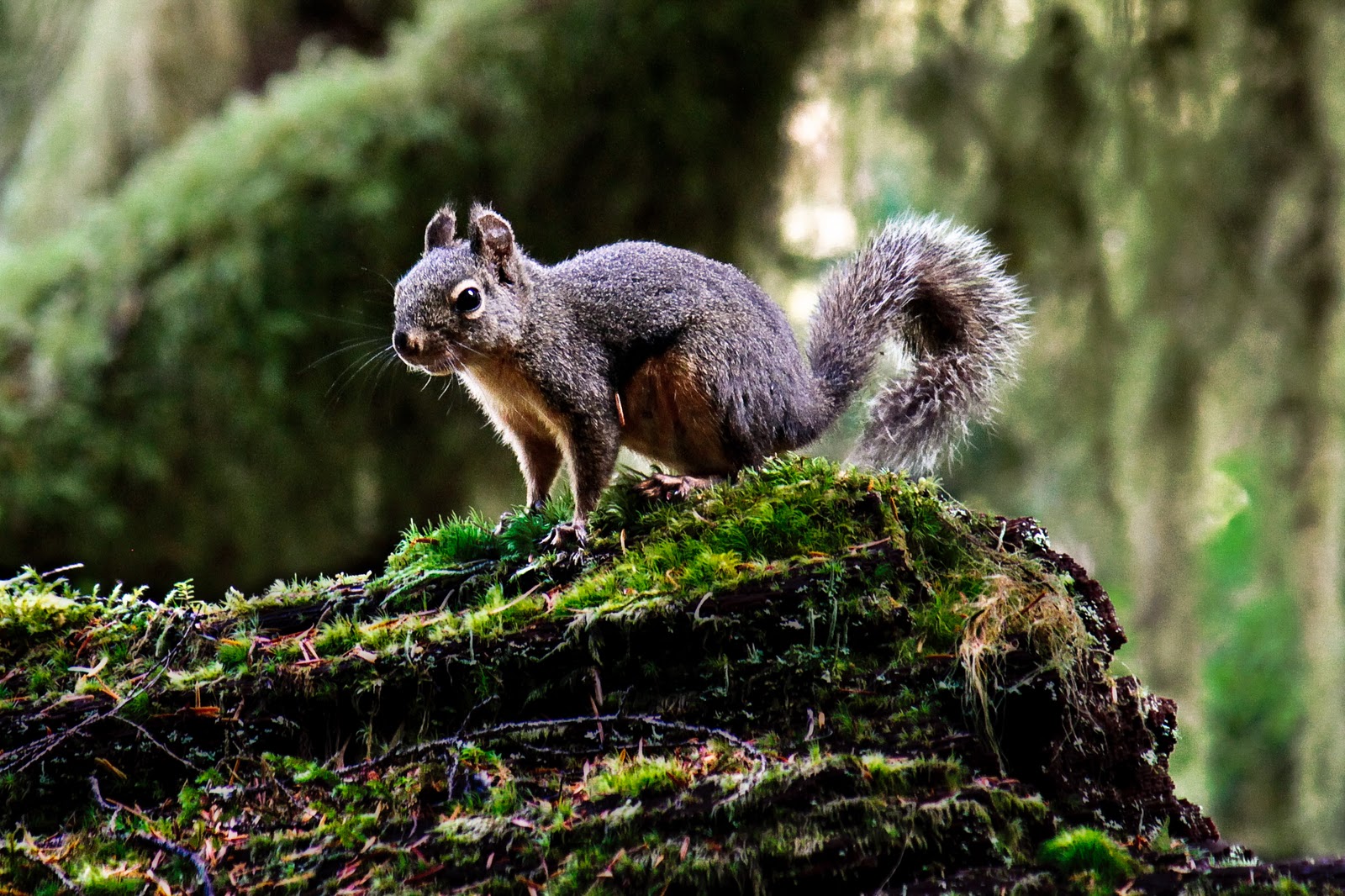 James Shonka Photo Blog A Small Woodland Creature