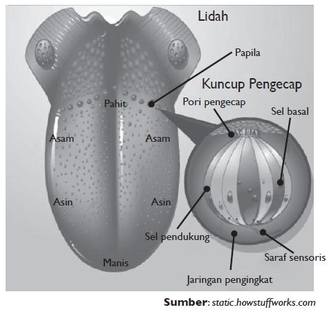Struktur Anatomi Bagian-bagian Lidah, Cara Kerja Lidah dan Gangguan