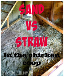 chicken coop sand straw chickens shavings coops simple diy backyard easy dirt run floor roost plans building coup sunnysimplelife bedding