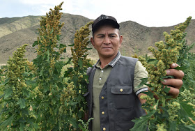 quinoa farming kyrgyzstan, organic foods central asia, kyrgyzstan organic farming