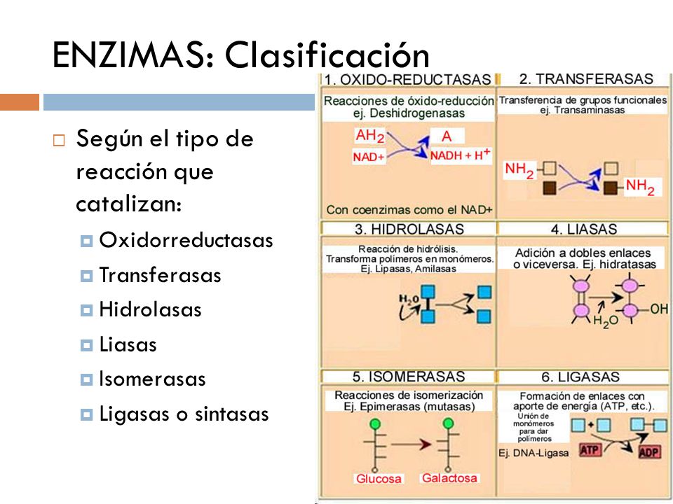 Tipos de enzimas y su función