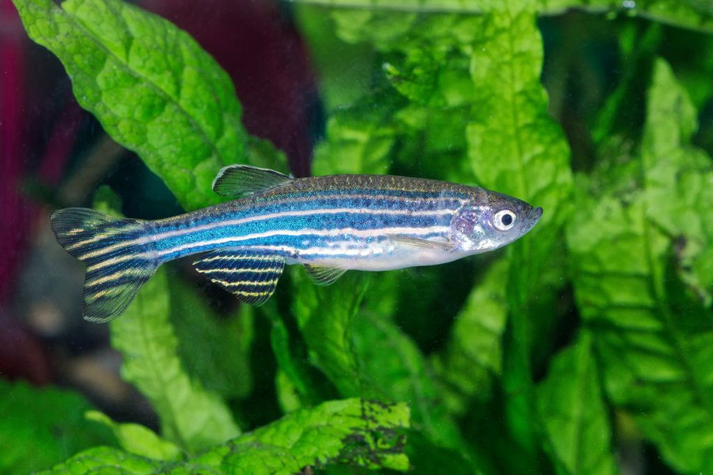 Maintenance Techniques of Zebra Danio Fish in The Aquarium - fish-hobbyist