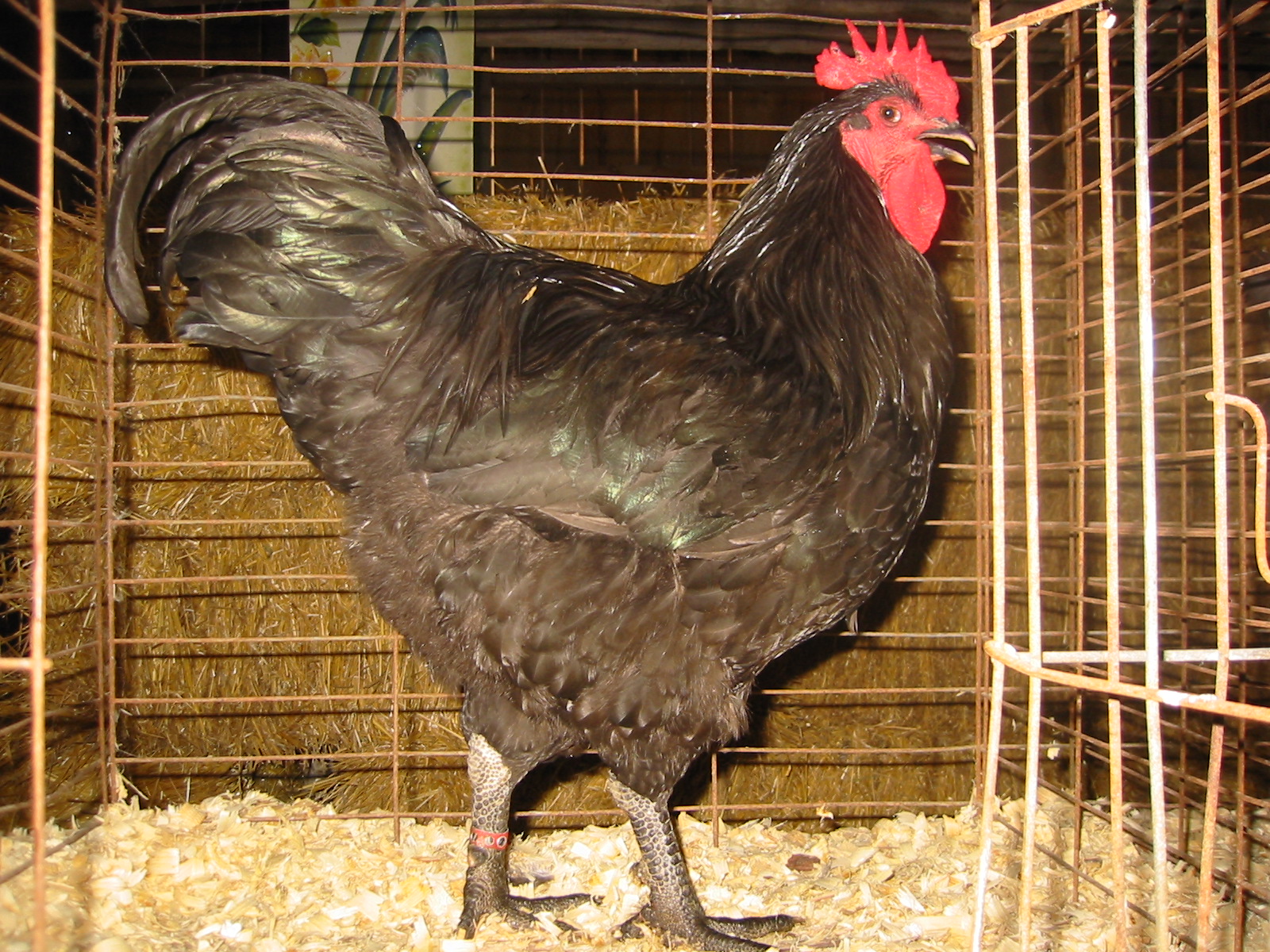 Java breeders: Java Breeding 101 The Basics - part 1