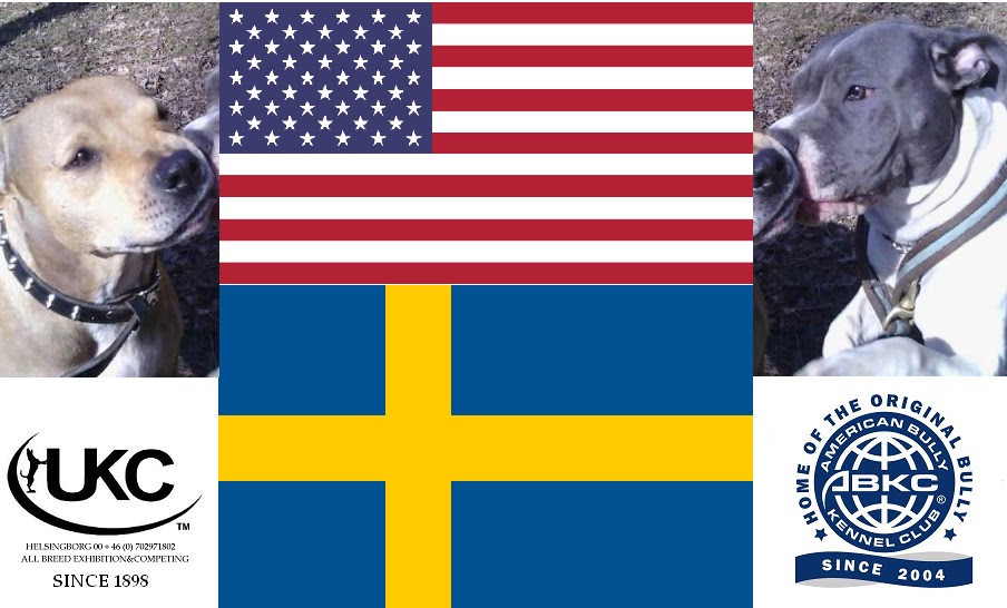 AMSTAFF We preperd for ABKC be recognised with UKC in United kennel club