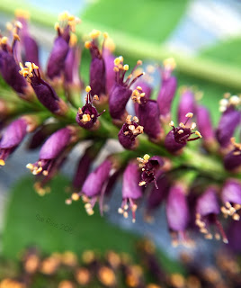 Amorpha fruiticosa, false indigo flowers, macro view 1