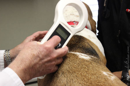 A hand held device is used to scan for a microchip