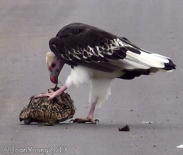 South African Photographs Whiteheaded Vulture and a Yellowbilled Kite
