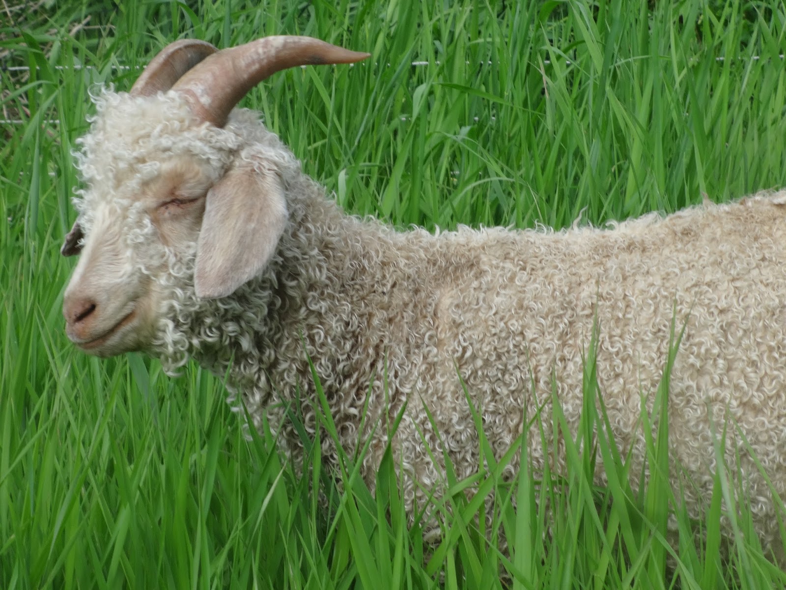 Psalm23Farm Angora Goats For Sale