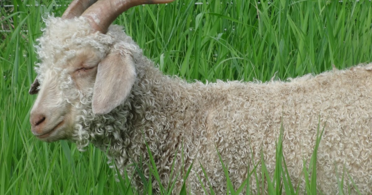Psalm23Farm Angora Goats For Sale