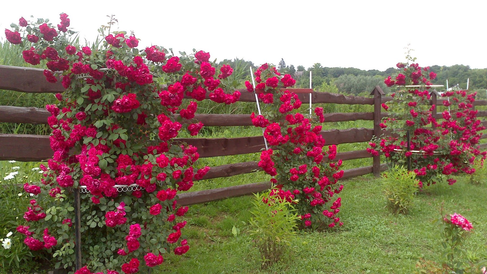 Роза (сорт ,Paul,s Scarlet Climber,) / 24-OK.RU - Клуб уСПешных приобретений