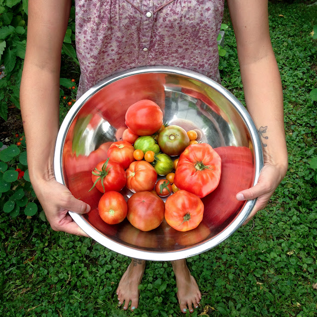 tomatoes, garden tomatoes, heirloom tomatoes, Anne Butera, My Giant Strawberry