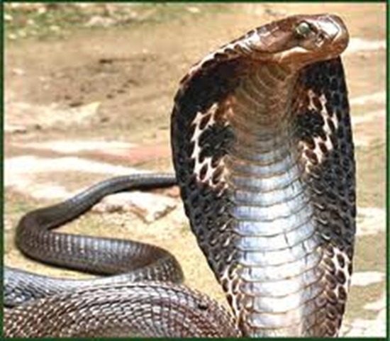King Cobra Snake  Fun Animals Wiki, Videos, Pictures, Stories