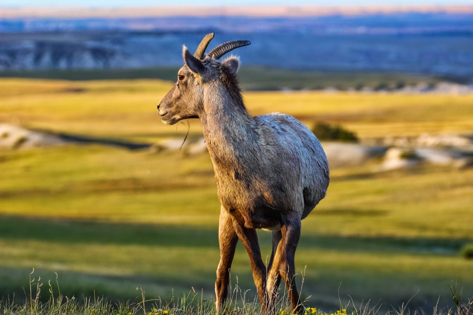 Cannundrums Rocky Mountain Bighorn Sheep South Dakota