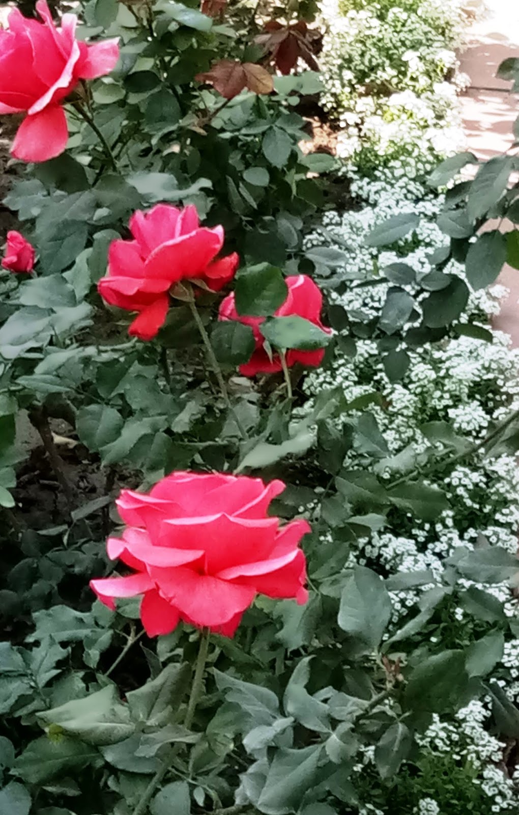 National Flower of United Kingdom Britain