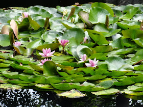Lingering Garden Suzhou water lilies by garden muses-Toronto gardening blog