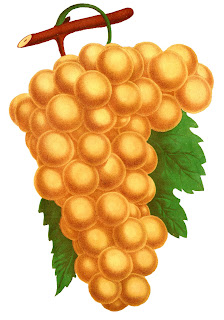 grapes fruit image artwork illustration digital image