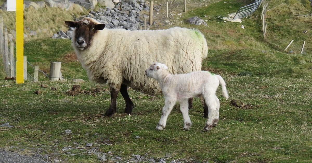 A Vet in the Hebrides It's tough when you're a lamb.