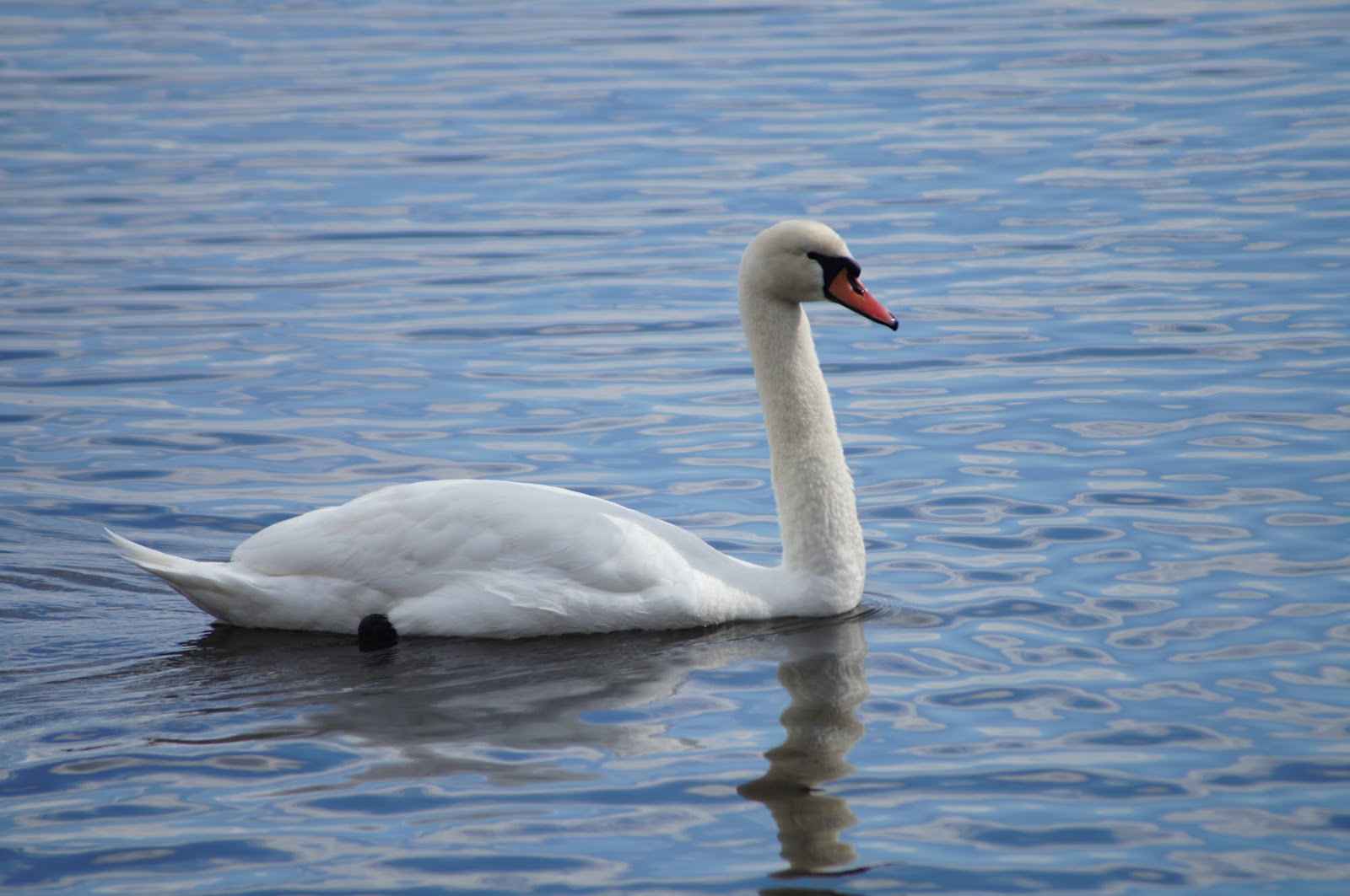 Things with Wings Mute Swans