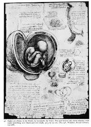 vinci da leonardo drawing womb fetus studies foetus duke