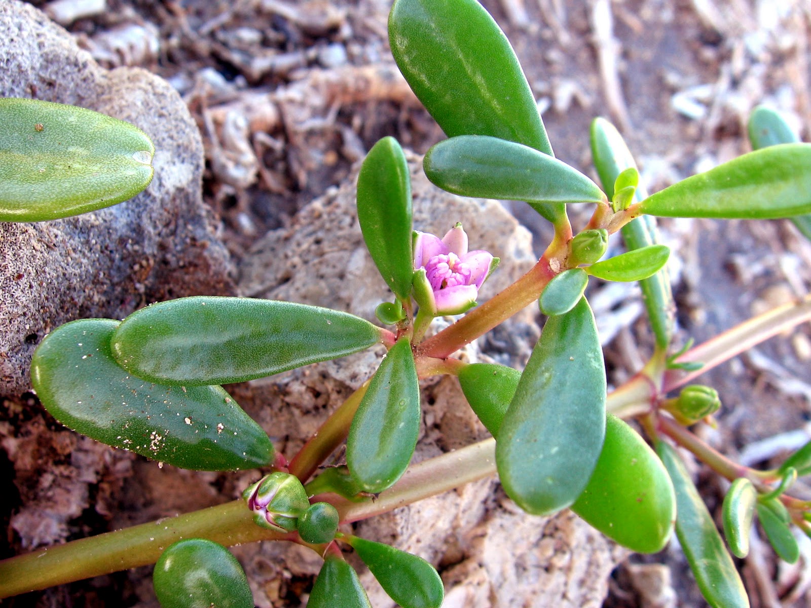 Mililani Middle School Tree Huggers Malama Mokauea Fishing Village, O