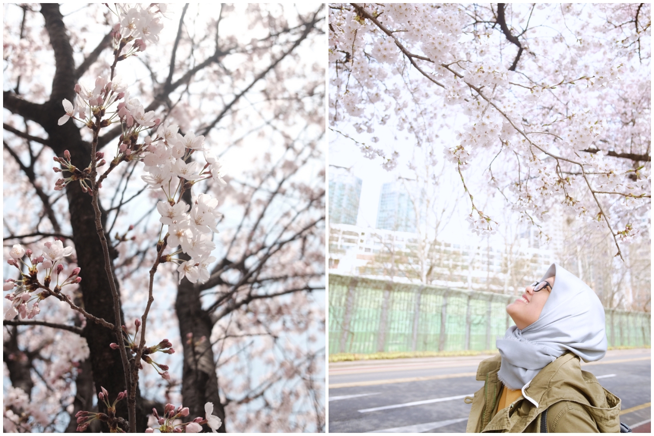 n-journal: Cherry Blossoms in Seoul