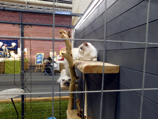 CATSCAPE dry garden a misura di gatto, un progetto di Design4Pet, Verdi Passioni 2019 ModenaFiere