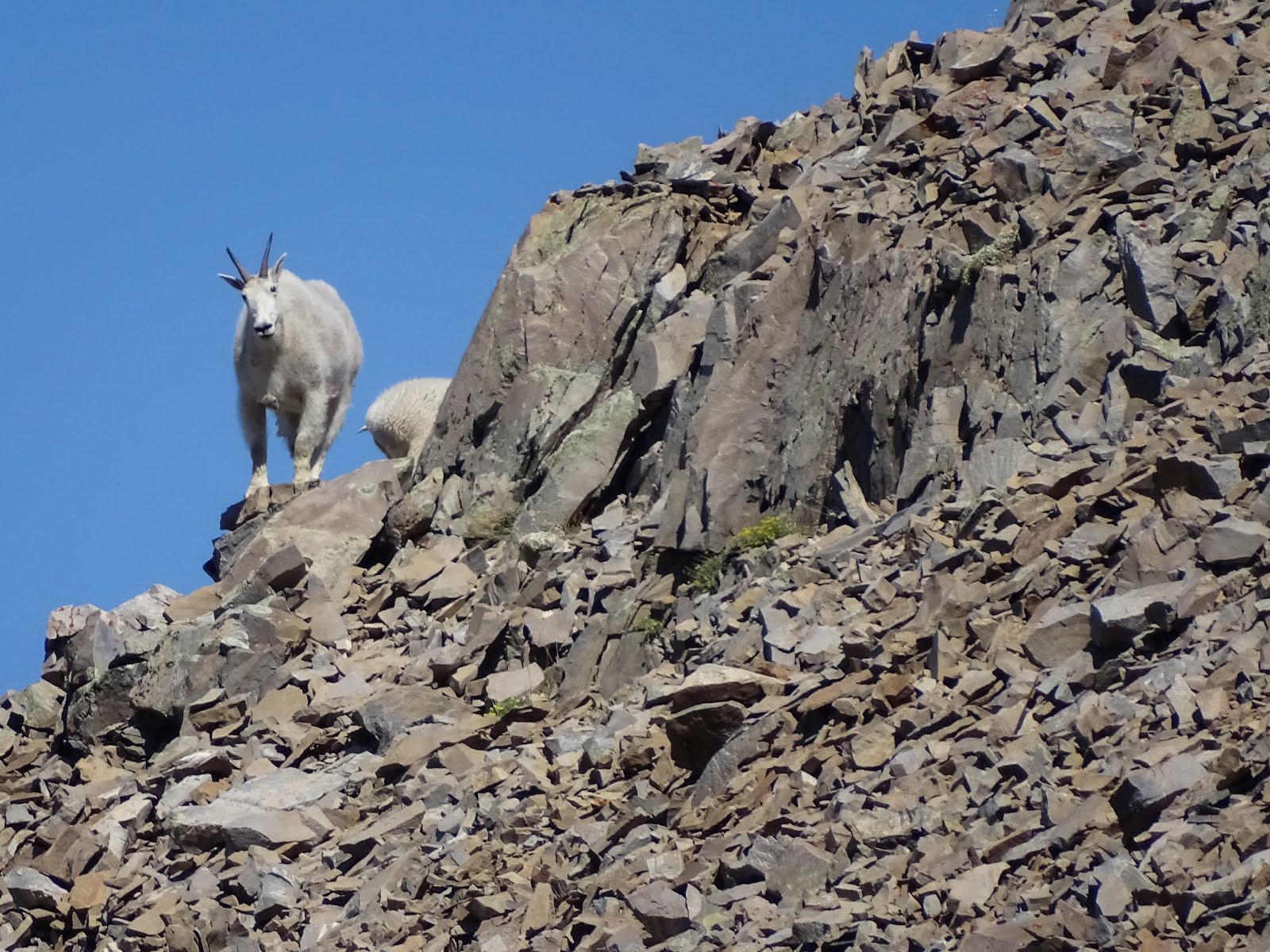 Walking Arizona Mountain Goat on a Ridge Line
