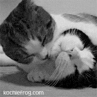Gambar Gif Unik Lucu Ciuman Mesra Kochie Frog Dp Bbm