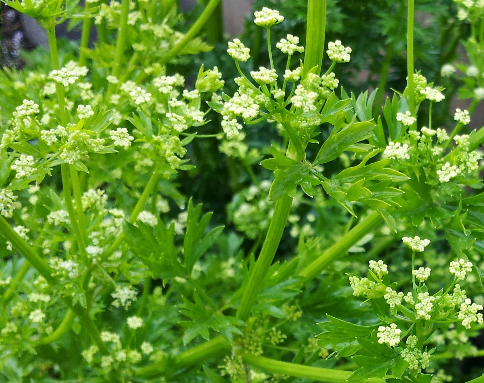 GROW FOOD slow food Parsley Top Plant