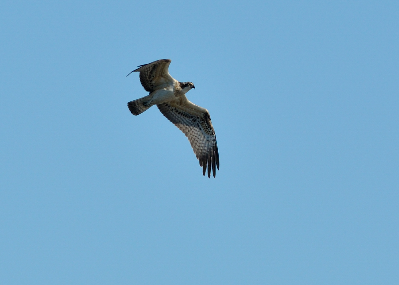 Arné Roest Natuurfotografie: Visarend!