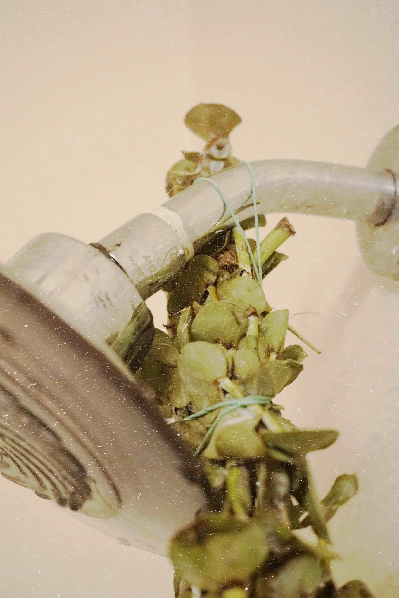 Fresh Eucalyptus Leaves How Long Does Eucalyptus Last in the Shower