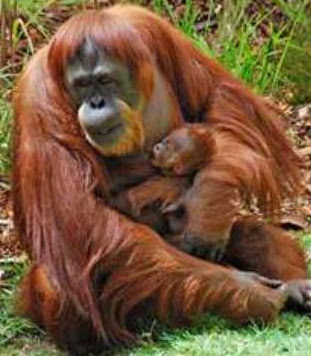 Orangutan Binatang Primata