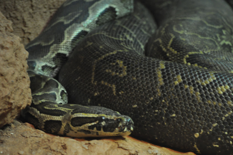 ZOOTOGRAFIANDO (6.096 ANIMALS): PITÓN DE SEBA / AFRICAN ROCK PYTHON ...