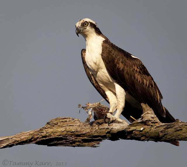 i heart florida birds Osprey Action