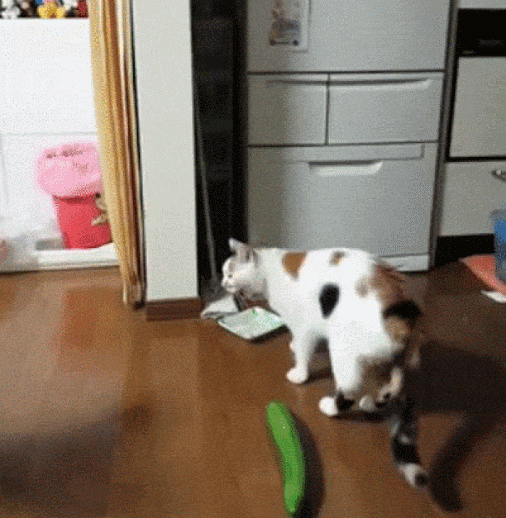 TOP FUNNY CUTE ANIMALS DOG CAT GIF FUNNY OR NOT 005