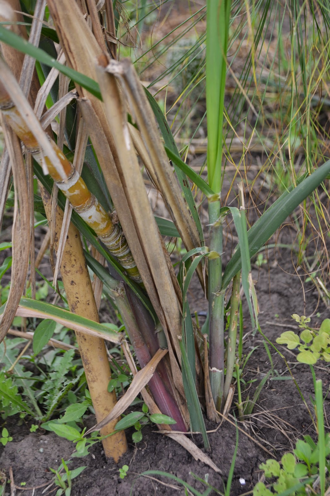 Caña de azúcar: zona con heladas. Saccharum officinarum