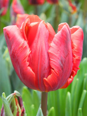 Rococo Red Parrot Tulip at Centennial Park Conservatory Spring Flower Show 2017 by garden muses-not another Toronto gardening blog
