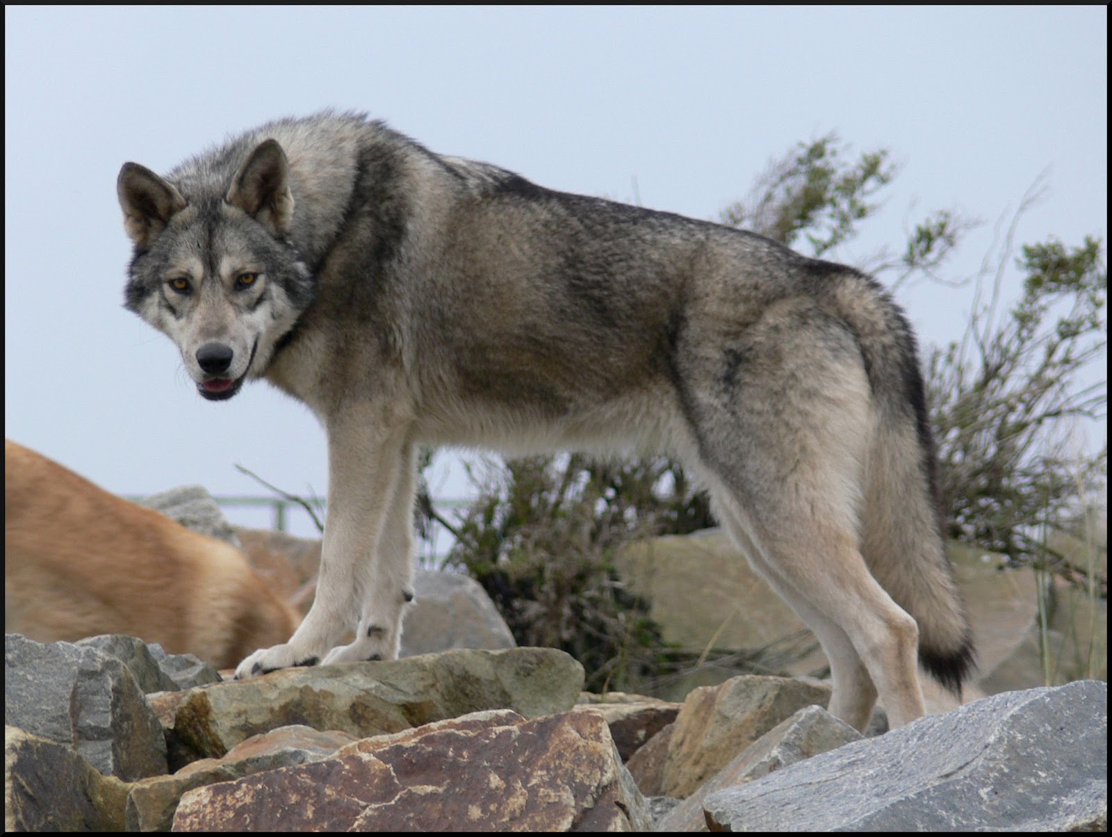Canens Africae: Afrique et Akita