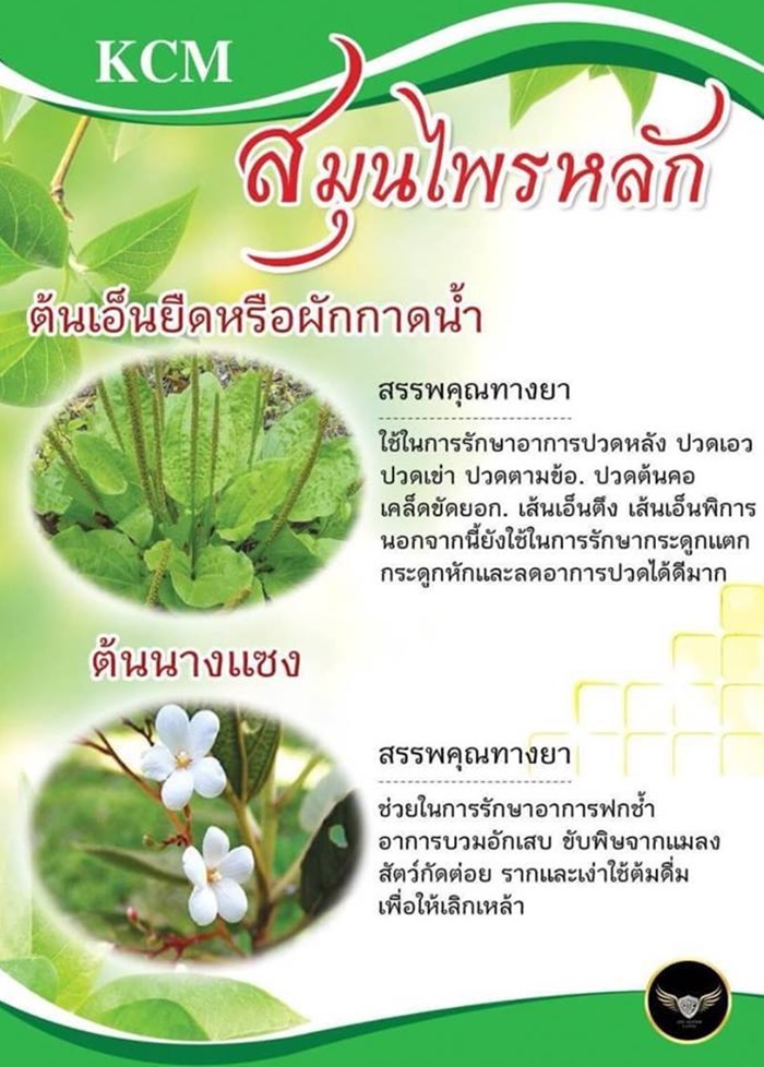 สมุนไพรหลัก ใน น้ำมันนวด เอ็นยืด