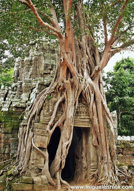 Higuera-Ta-Som-Angkor
