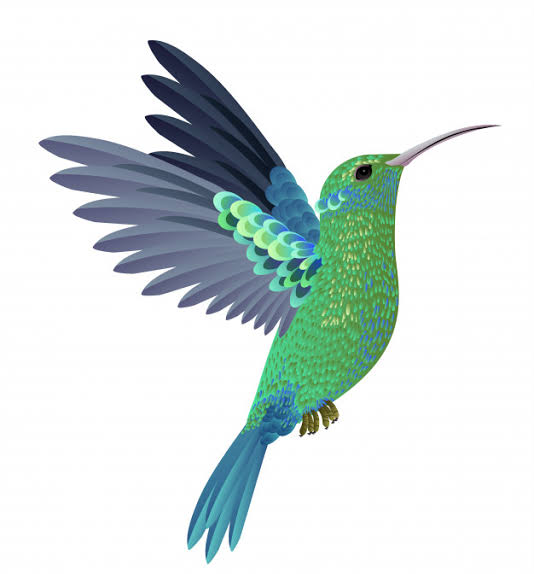 33+ Gambar burung kolibri kelapa terbaru