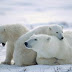 Top 50 Bear HD Wallpapers,Pictures & Images Free Download